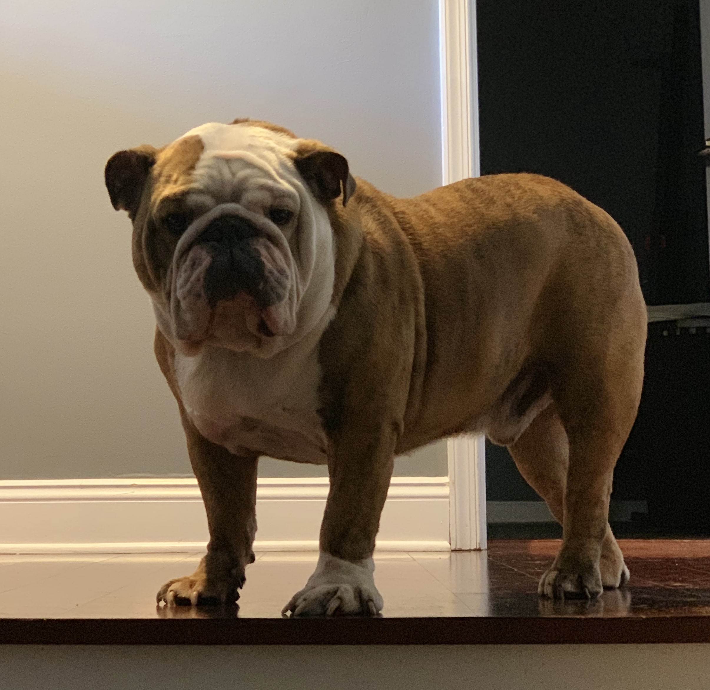 Ollie